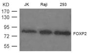 Western blot analysis of extract from JK, Raji and 293 cells using FOXP2 Antibody