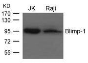 Western blot analysis of extracts from JK and Raji cells using Blimp-1 Antibody.