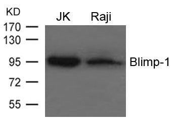 Western blot analysis of extracts from JK and Raji cells using Blimp-1 Antibody.