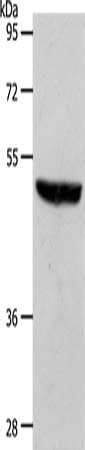 Gel: 10%SDS-PAGE, Lysate: 40 ug, Lane: Mouse brain tissue, Primary antibody: CSB-PA193689(S1PR1 Antibody) at dilution 1/700, Secondary antibody: Goat anti rabbit IgG at 1/8000 dilution, Exposure time: 10 seconds