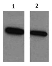 Western blot analysis of ECFP Recombinant protein using diluted at 1) 1:5000 2) 1:10000