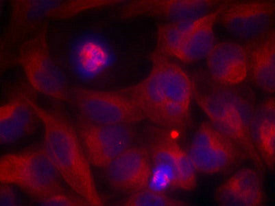 Immunofluorescence staining of methanol-fixed Hela cells using Rel(Ab-503) Antibody.