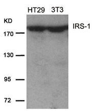 Western blot analysis of extracts from HT29 and 3T3 cells using IRS-1(Ab-639) Antibody.