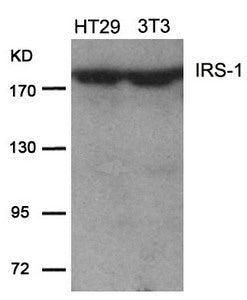 Western blot analysis of extracts from HT29 and 3T3 cells using IRS-1(Ab-639) Antibody.