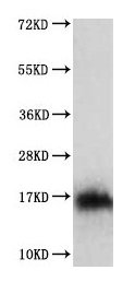 Gel: 12%SDS-PAGE, Lysate: 40 ug, Lane: Mouse thymus tissue, Primary antibody: CSB-PA196621(IL3 Antibody) at dilution 1/350, Secondary antibody: Goat anti rabbit IgG at 1/8000 dilution, Exposure time: 1 minute