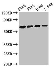 Western Blot Positive WB detected in Recombinant protein All lanes: Major allergen Bla g 1.0101 antibody at 2.8µg/ml Secondary Goat polyclonal to rabbit IgG at 1/50000 dilution Predicted band size: 62 kDa Observed band size: 62 kDa