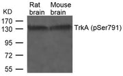 Western blot analysis of extracts from Rat and Mouse brain tissue using TrkA(Phospho-Ser791) Antibody.