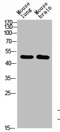 Western Blot analysis of mouse-brain mouse-lung cells using BMP-10 Polyclonal Antibody diluted at 1:1000. Secondary antibody was diluted at 1:20000
