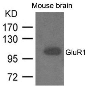Western blot analysis of extracts from mouse brain and using GluR1 Antibody.