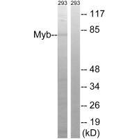 Western blot analysis of extracts from 293 cells, using Myb (Ab-532) antibody.