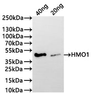 Western Blot Positive WB detected in: recombinant protein All lanes:HMO1 Antibody at 1:1000 Secondary Goat polyclonal to rabbit IgG at 1/20000 dilution Predicted band size: 34.5 kDa Observed band size: 45 kDa