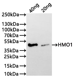 Western Blot Positive WB detected in: recombinant protein All lanes:HMO1 Antibody at 1:1000 Secondary Goat polyclonal to rabbit IgG at 1/20000 dilution Predicted band size: 34.5 kDa Observed band size: 45 kDa
