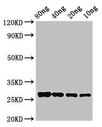 Western Blot Positive WB detected in Recombinant protein All lanes: OLE9 antibody at 2.8ug/ml Secondary Goat polyclonal to rabbit IgG at 1/50000 dilution predicted band size: 27 kDa observed band size: 27 kDa