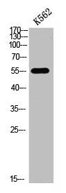 Western blot analysis of K562 cells lysate, antibody was diluted at 500. Secondary antibody was diluted at 1:20000