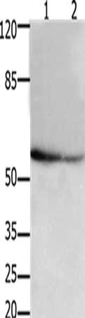 Gel: 10%SDS-PAGE, Lysate: 30 ug, Lane 1-2: 293T cells, hela cells, Primary antibody: CSB-PA201580(API5 Antibody) at dilution 1/250, Secondary antibody: Goat anti rabbit IgG at 1/8000 dilution, Exposure time: 2 minutes