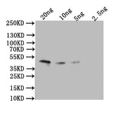 Western Blot Positive WB detected in: recombinant protein All lanes: Omega-5 gliadin Antibody at 1:1000 Secondary Goat polyclonal to rabbit IgG at 1/50000 dilution Predicted band size: 43 kDa Observed band size: 43 kDa