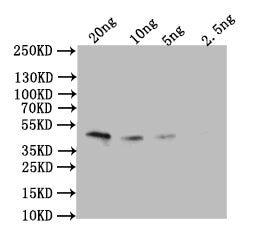 Western Blot Positive WB detected in: recombinant protein All lanes: Omega-5 gliadin Antibody at 1:1000 Secondary Goat polyclonal to rabbit IgG at 1/50000 dilution Predicted band size: 43 kDa Observed band size: 43 kDa