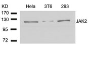 Western blot analysis of extracts from Hela, 3T6 and 293 cells using JAK2(Ab-1007) Antibody.