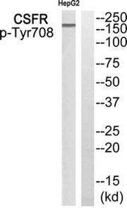 Western blot analysis of extracts from HepG2 cells using CSFR (Phospho-Tyr708) Antibody.The lane on the right is treated with the antigen-specific peptide.