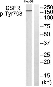 Western blot analysis of extracts from HepG2 cells using CSFR (Phospho-Tyr708) Antibody.The lane on the right is treated with the antigen-specific peptide.