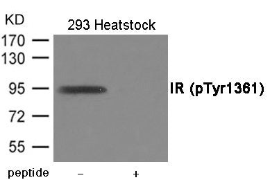 Western blot analysis of extracts from 293 cells treated with Heatstock using IR (Phospho-Tyr1361) Antibody.The lane on the right is treated with the antigen-specific peptide.