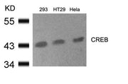 Western blot analysis of extracts from 293, HT29 and Hela cells using CREB(Ab-133) Antibody.