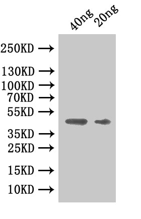 Western Blot Positive WB detected in: recombinant protein All lanes:CBO2730 Antibody at 1:1000 Secondary Goat polyclonal to rabbit IgG at 1/50000 dilution Predicted band size: 42.8 kDa Observed band size: 46 kDa