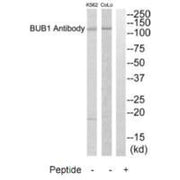 Western blot analysis of extracts from COLO205 cells, using BUB1 antibody.