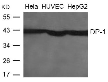 Western blot analysis of extracts from Hela, HUVEC and HepG2 cells using DP-1 Antibody.