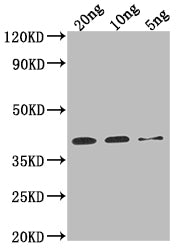 Western Blot Positive WB detected in Recombinant protein All lanes: Sarcoplasmic calcium binding protein antibody at 1:2000 Secondary Goat polyclonal to rabbit IgG at 1/50000 dilution Predicted band size: 38.1 kDa Observed band size: 38 kDa