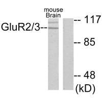 Western blot analysis of extracts from mouse brain, using GluR2/3 antibody.