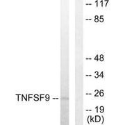 Western blot analysis of extracts from HUVEC cells, using TNFSF9 antibody.