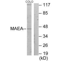 Western blot analysis of extracts from COLO205 cells, using MAEA antibody.