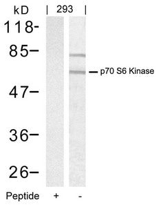 Western blot analysis of extracts from 293 cells using p70 S6 Kinase(Ab-389) Antibody(Lane 2) and the same antibody preincubated with blocking peptide(Lane1).
