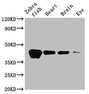 Western Blot Positive WB detected in: Zebrafish tissue, Zebrafish heart tissue, Zebrafish brain tissue, Zebrafish eye tissue All lanes: acta1b antibody at 3.5µg/ml Secondary Goat polyclonal to rabbit IgG at 1/50000 dilution Predicted band size: 42...
