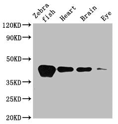 Western Blot Positive WB detected in: Zebrafish tissue, Zebrafish heart tissue, Zebrafish brain tissue, Zebrafish eye tissue All lanes: acta1b antibody at 3.5µg/ml Secondary Goat polyclonal to rabbit IgG at 1/50000 dilution Predicted band size: 42...