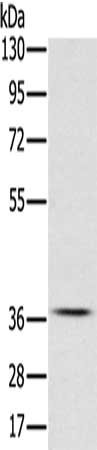Gel: 8%SDS-PAGE, Lysate: 40 ug, Lane: NIH/3T3 cells, Primary antibody: CSB-PA205203(CREB1 Antibody) at dilution 1/350, Secondary antibody: Goat anti rabbit IgG at 1/8000 dilution, Exposure time: 20 seconds