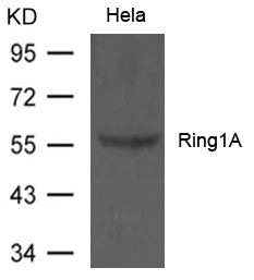 Western blot analysis of extract from Hela cells using Ring1A Antibody