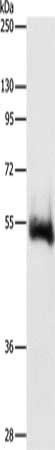 Gel: 8%SDS-PAGE, Lysate: 20 ug, Lane: NIH/3T3 cells, Primary antibody: CSB-PA205812(CHRM4 Antibody) at dilution 1/800, Secondary antibody: Goat anti rabbit IgG at 1/8000 dilution, Exposure time: 10 minutes