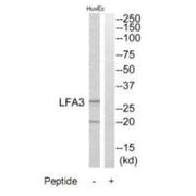 Western blot analysis of extracts from HuvEc cells, using LFA3 antibody.