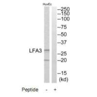 Western blot analysis of extracts from HuvEc cells, using LFA3 antibody.