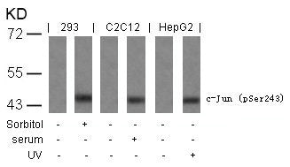 Western blot analysis of extracts from sorbitol-treated 293, Serum-treated C2C12 and UV-treated HepG2 cells using c-Jun(Phospho-Ser243) Antibody.