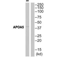 Western blot analysis of extracts from 293 cells, using APOA5 antibody.