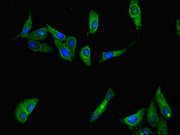 Immunofluorescent analysis of Hela cells using CSB-PA20629A0Rb at dilution of 1:100 and Alexa Fluor 488-congugated AffiniPure Goat Anti-Rabbit IgG(H+L)
