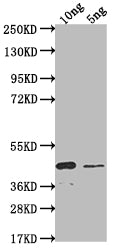 Western Blot Positive WB detected in Recombinant protein All lanes: SSC1 antibody at 1:2000 Secondary Goat polyclonal to rabbit IgG at 1/50000 dilution Predicted band size: 35.4 kDa Observed band size: 40 kDa