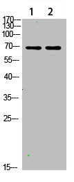 Western Blot analysis of 1,mouse-lung 2,mouse-brain cells using primary antibody diluted at 1:1000(4°C overnight). Secondary antibody:Goat Anti-rabbit IgG IRDye 800( diluted at 1:5000, 25°C, 1 hour)