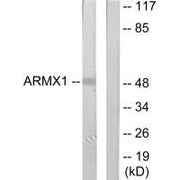 Western blot analysis of extracts from rat brain cells, using ARMX1 antibody.