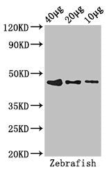 Western Blot Positive WB detected in: Zebrafish tissue 40ug, 20ug, 10ug All lanes: bmp2b antibody at 2.8ug/ml Secondary Goat polyclonal to rabbit IgG at 1/50000 dilution Predicted band size: 47 kDa Observed band size: 47 kDa
