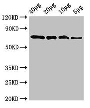 Western Blot Positive WB detected in: Recombinant protein 40µg, 20µg, 10µg, 5µg All lanes: sox10 antibody at 3.4µg/ml Secondary Goat polyclonal to rabbit IgG at 1/50000 dilution Predicted band size: 73 kDa Observed band size: 73 kDa