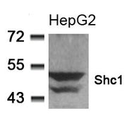 Western blot analysis of extracts from HepG2 cells using Shc1(Ab-349) Antibody.